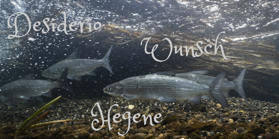 Desiderio Wunsch Hegene