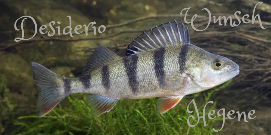 Desiderio Wunsch Hegene
