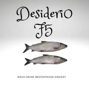 bindaris Desiderio F5 für Felchen