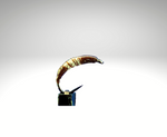 Wasserflöhe/FL1310.png