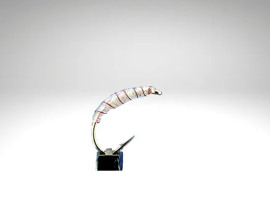 Plankton/PL1603.png