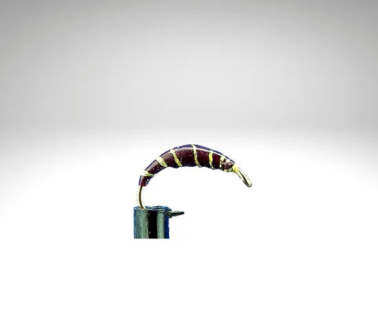 Plankton/PL1604.png