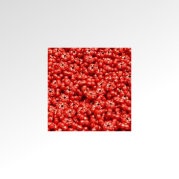 Sunflower head in rot